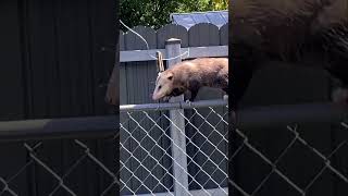 Possum on the fence  😲🤭possum cute wildlife animal shorts [upl. by Shandie667]