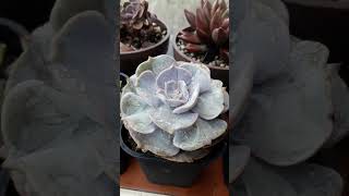 Lilacina echeveria suculentas succulent succulentlover garden plantita [upl. by Maison899]