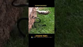 Animals Fights Mother Rabbit Thwarts Black Serpent Attack animalslover naturelover [upl. by Tuckie]