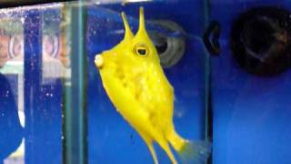 Billy the Longhorn Cowfish [upl. by Hcardahs]