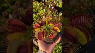 Dionaea muscipula SD Kronos [upl. by Cinimmod]