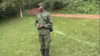 Mountain Gorillas Bwindi Impenetrable National Park Uganda [upl. by Icnarf523]