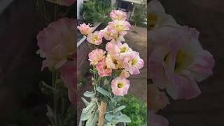 Lisianthus flower ko kaise lagaye  How to grow Lisianthus flower shorts ytshorts garden plants [upl. by Randolph429]