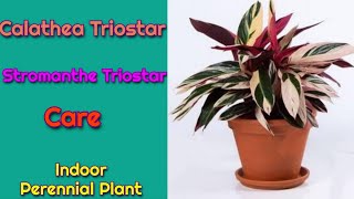 Stromanthe Triostar Plant care Best Indoor Perennial Plant Calathea Triostar [upl. by Fadden]