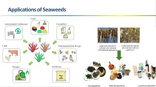 Introduction to Seaweeds [upl. by Edd771]