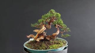 Juniperus Itoigawa Bonsai stage1 How to make Bonsai [upl. by Anum]