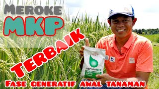 Cara Pemakaian dan Manfaat Meroke MKP untuk Fase Awal Generatif Tanaman [upl. by Boys580]