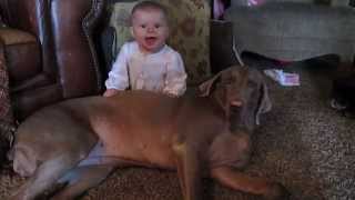 Special Connection Weimaraner and Baby [upl. by Craner464]