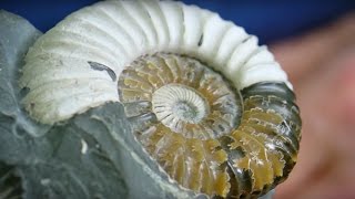 Sir David Attenboroughs Love for Fossils  BBC Earth [upl. by Lahey]