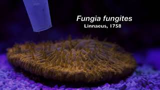 Fungia fungites [upl. by Kabob]