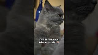 cat cute beautiful persaincat animals billi lexi persian khoobsurat love shorts pets [upl. by Marsland]