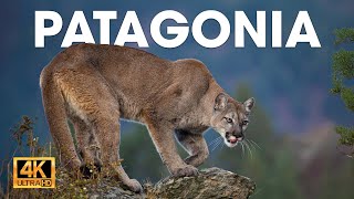 PATAGONIA  El Último Ecosistema Salvaje de la Tierra  Documentales completos [upl. by Inahpets133]