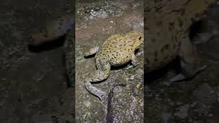 Wep wep catching frogs  funny frogs catching boing boing catch frogs make you laughshortsvideo [upl. by Cavuoto]