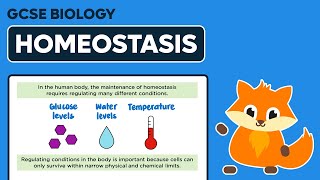 Homeostasis  GCSE Biology [upl. by Althea]