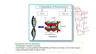 Genomic Organization 1  Genomic Organization of Eukaryotes  Nucleosome Formation [upl. by Jenny]