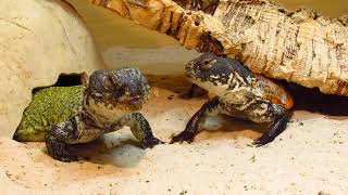 Elevages Lisard 2020 Uromastyx nigriventris adults eating flowers [upl. by Herr]