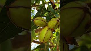 El Arte del Cultivo de Nuez Pecanera en La Redonda Tradición y Sabor [upl. by Hazard]