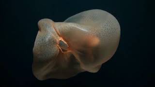 NautilusLive Nov 14  Stunning Deepstaria Enigmatica jellyfish [upl. by Sang]