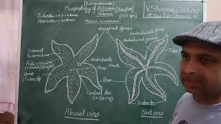 General morphology of star fishVSBOORAZOOLOGYvsboorageneralbscbsczoologystarviral [upl. by Mikkel]