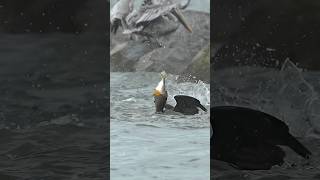 Hungry cormorant struggles to swallow massive fish amid fish feeding frenzy [upl. by Yahs92]