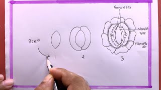 5 Essential Parts of a Stomata Diagram [upl. by Gilbye633]