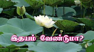 அனைத்து இதய நோய்களுக்கும் நிரந்தர தீர்வு  heart block herbal treatment  Cardiology  64tamilcom [upl. by Rumney]