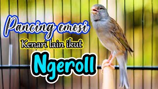 PANCINGAN KENARI NGEROL NEMBAK PANJANG AMPUH BIKIN KENARI APAPUN IKUT EMOSI [upl. by Junette]