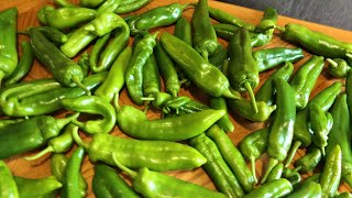 YOU WONT BELIEVE HOW MUCH SWEET PEPPERS I GREW [upl. by Crispin]