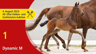 49th Verden Elite Foal OnLiveAuction Aug 4th No 1 Dynamic M by Dynamic Dream  Fürst Romancier [upl. by Schaumberger967]