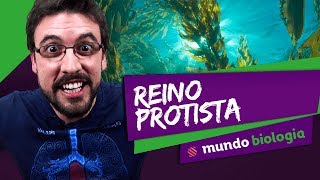 🦠 Microbiologia 35 Reino Protista  Biologia  ENEM [upl. by Arika]