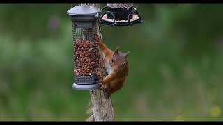 Red Squirrel [upl. by Stacia]