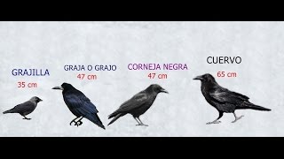 Diferencias entre Cuervocornejagrajo o graja y grajilla [upl. by Nomae]