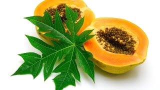 Utiliza el té de hojas de papaya para combatir el las úlceras y aumentar las plaquetas [upl. by Anwahsal]