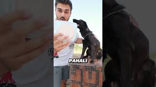 Ucuz vs Pahalı Salam Testi köpeğimle [upl. by Fong42]