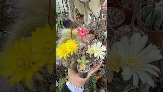 Autumn blooms in the greenhouse  cactus and succulent flowers  19oct24 cactusflower [upl. by Mehta]