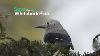 Save the Whitebark Pine [upl. by Nelle415]