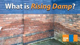 What is rising damp  How to spot rising damp in your home [upl. by Yunick]