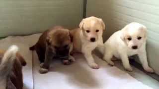 Our Canaan Dog puppies  3 weeks old now [upl. by Witty]