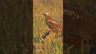 Western MarshHarrier shorts birds [upl. by Dupin]