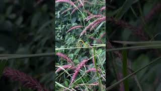 Courtship on the stem of Pennisetum pedicellatum [upl. by Kcirddet]