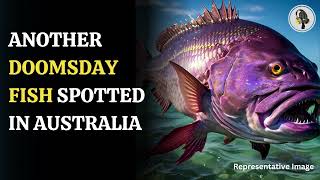 Doomsday Fish Spotted in Australia Oarfish Mysteries  Wion Podcast [upl. by Narba509]