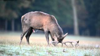 Hirschbrunft im Sauerland [upl. by Rollo326]