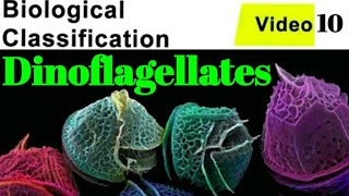 What are dinoflagellateswhat is Red tide what causes itPSPsaxitoxinNeet previous year questions [upl. by Edwyna]