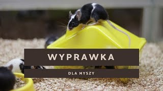 Wyprawka dla myszy [upl. by Euqinitram]