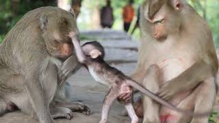 mom playing with son monkey baby cute [upl. by Ari]