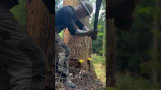 Lumberjack skunk 伐倒 lumberjack chainsaw logger logging [upl. by Inalawi30]