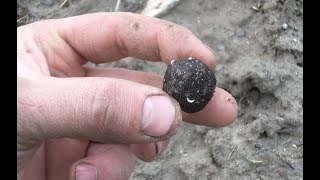 Reforesting the Ranch Part 5 Seed Balls [upl. by Eissehc]