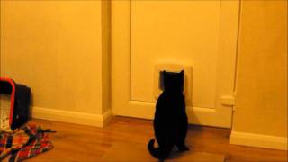 Cat destroys cat flap in bid for freedom [upl. by Amol]