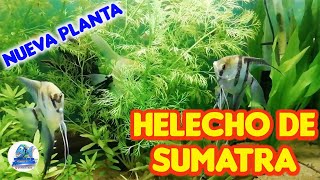 COMPRÉ UN HELECHO DE SUMATRA Ceratopteris Thalictroides [upl. by Eornom508]