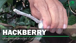 Grafting Hackberry method 2 [upl. by Pimbley]